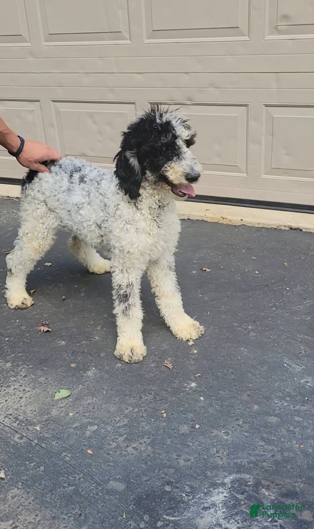 Goldendoodle dogs for sale: Chloe - Image 7