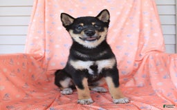 Shiba Inu dogs for sale: Warrior - Image 14