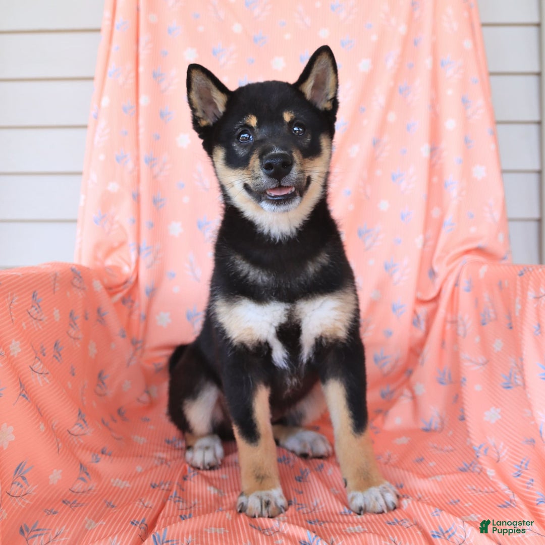 Shiba Inu dogs for sale: Warrior - Image 14