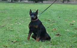 Doberman Pinscher dogs for sale: Lilly - Image 5