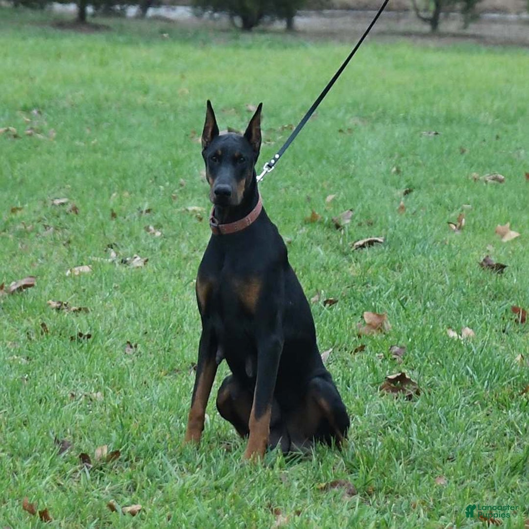 Doberman Pinscher dogs for sale: Lilly - Image 5