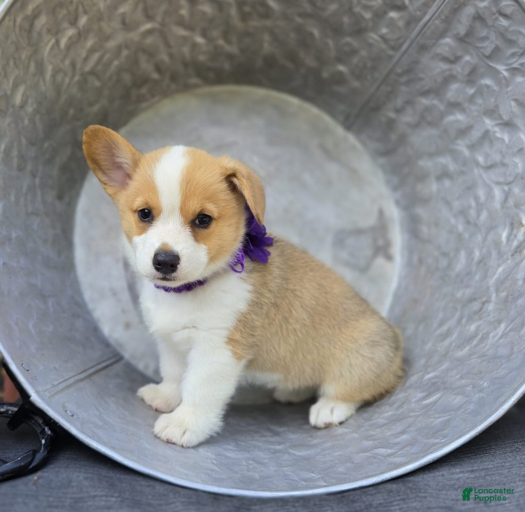 Welsh Corgi Pembroke dogs for sale: Lilac - Image 4