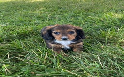 Dachshund dogs for sale: Dixie - Image 6