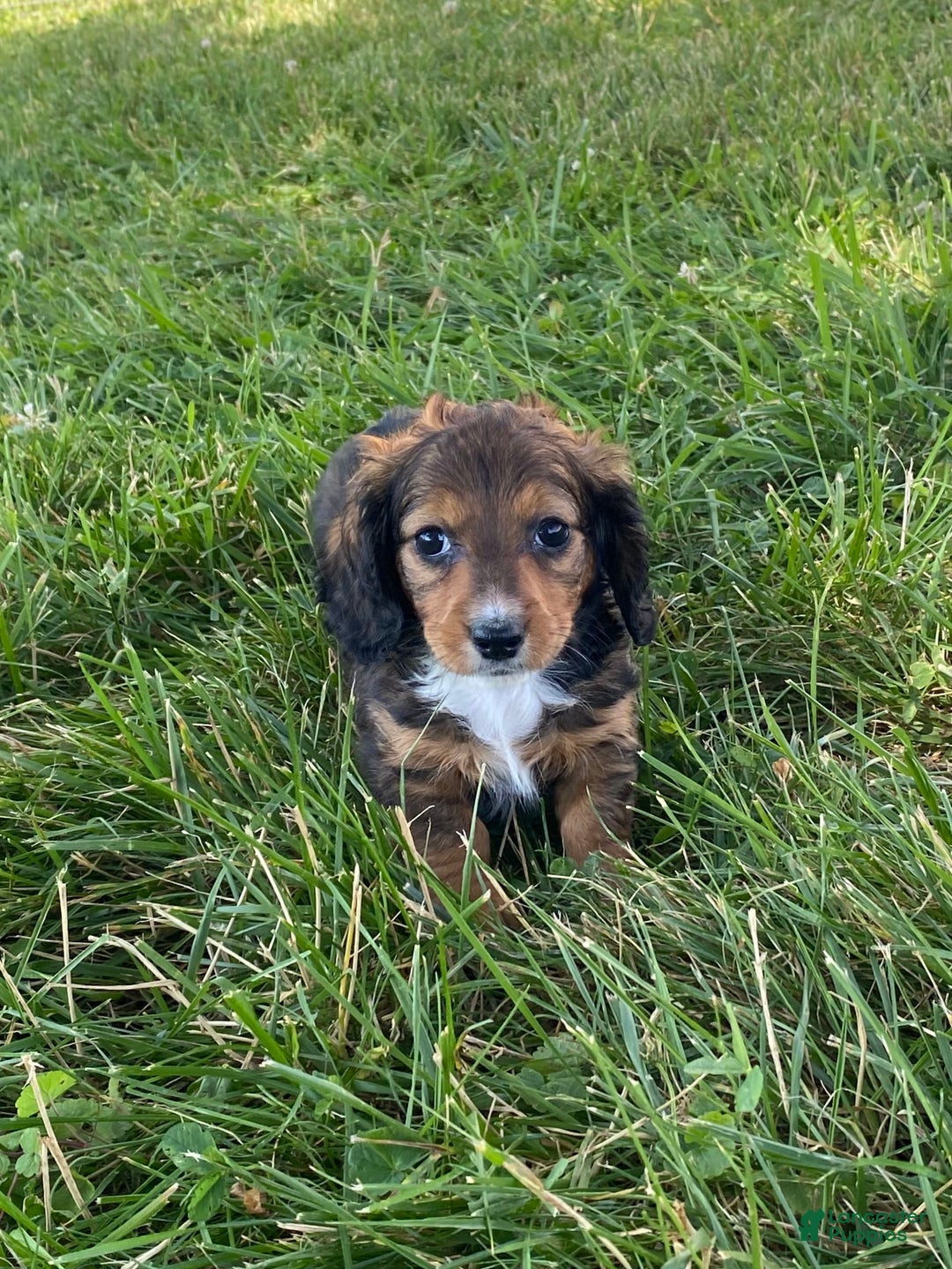 Dachshund dogs for sale: Dixie - Image 6