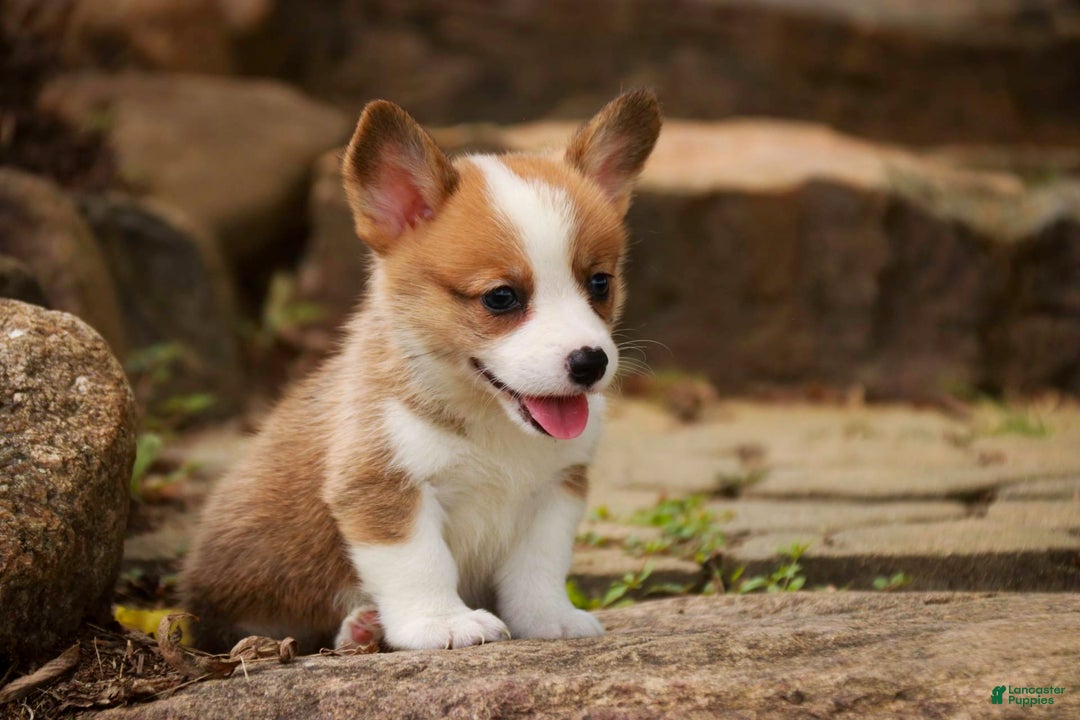 Welsh Corgi Pembroke dogs for sale: Brownie - Image 5