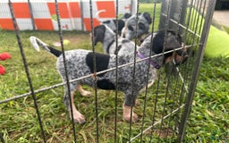 Coonhound dogs for sale: Tulip - Image 1