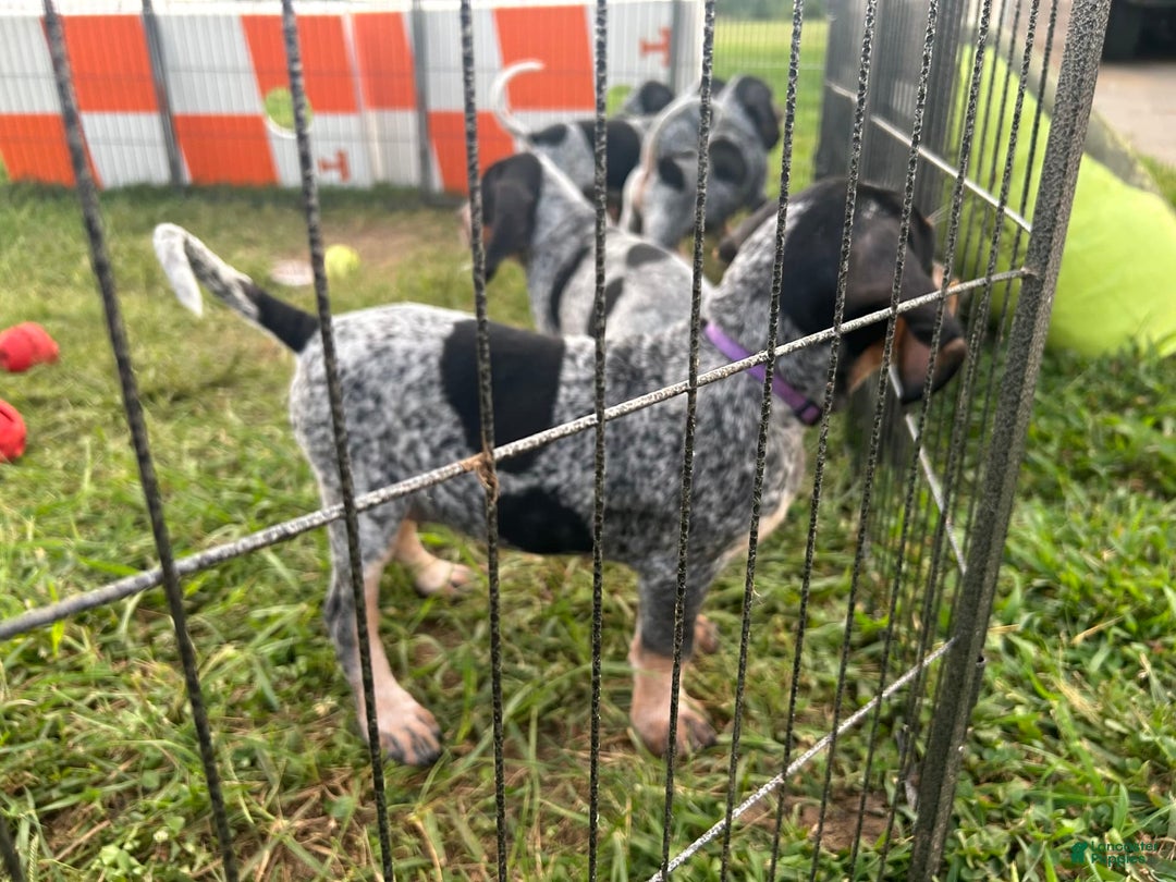 Coonhound dogs for sale: Tulip - Image 1