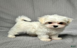 Maltese dogs for sale: Freddy - Image 4