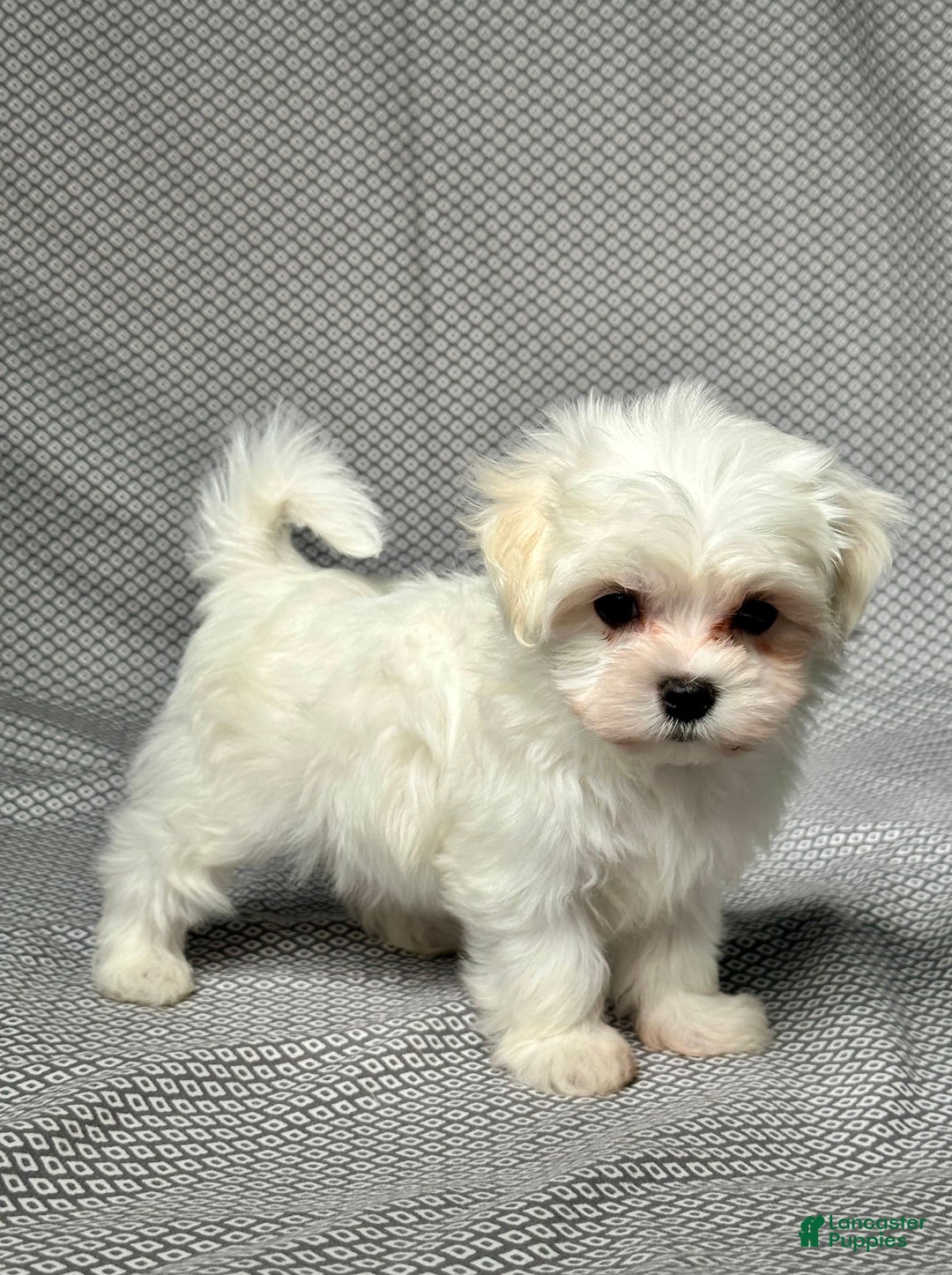 Maltese dogs for sale: Freddy - Image 4