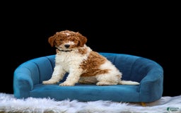Standard Poodle dogs for sale: Rascal - Image 10
