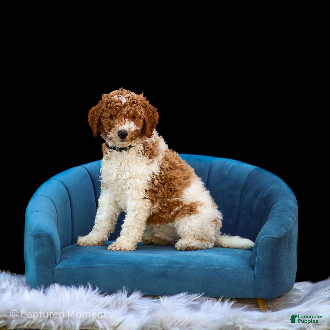 Standard Poodle dogs for sale: Rascal - Image 10