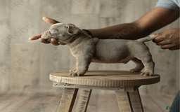 American Bully dogs for sale: Draco - Image 2