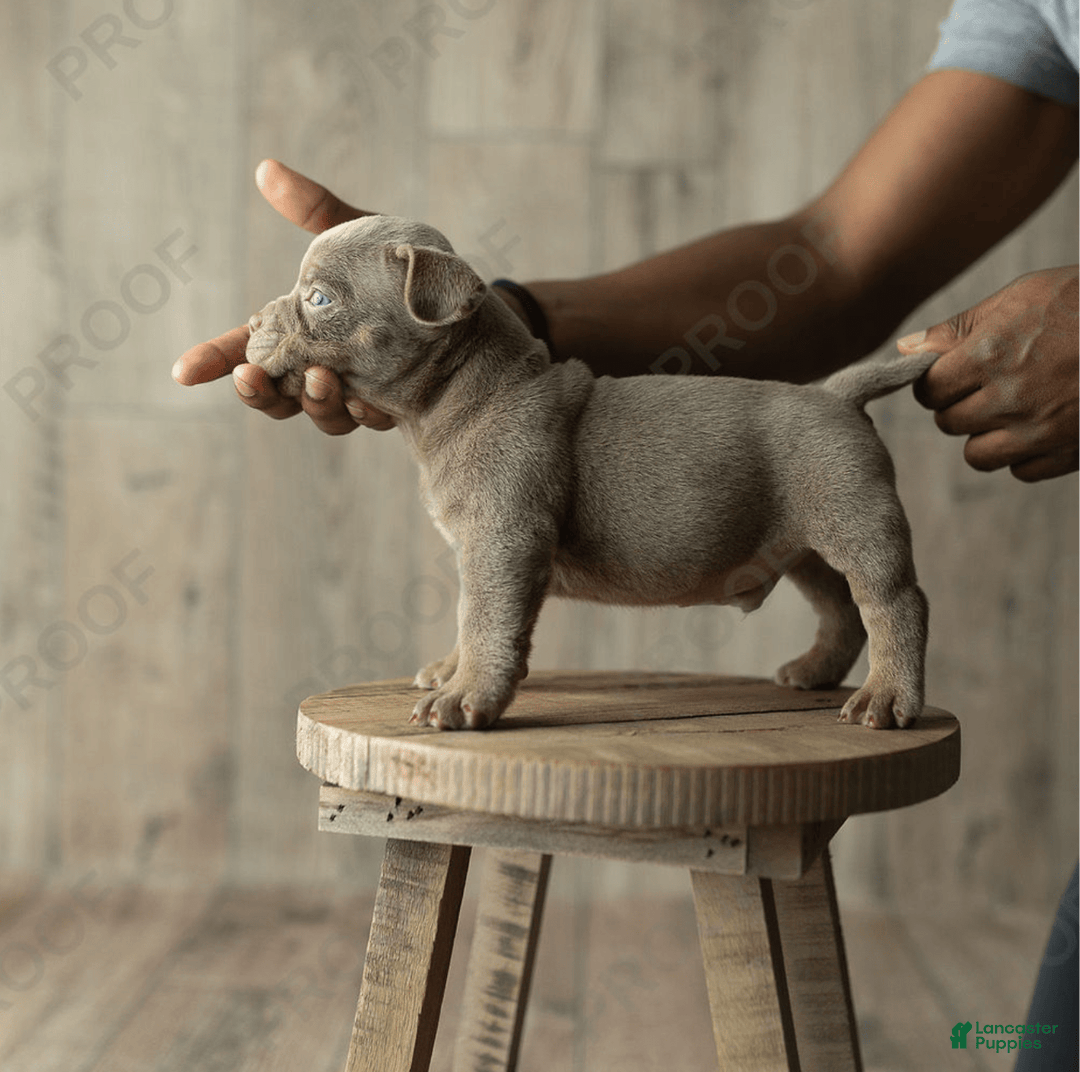 American Bully dogs for sale: Draco - Image 2