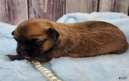 Chinese Crested dogs for sale: Benjamin Button - Image 3