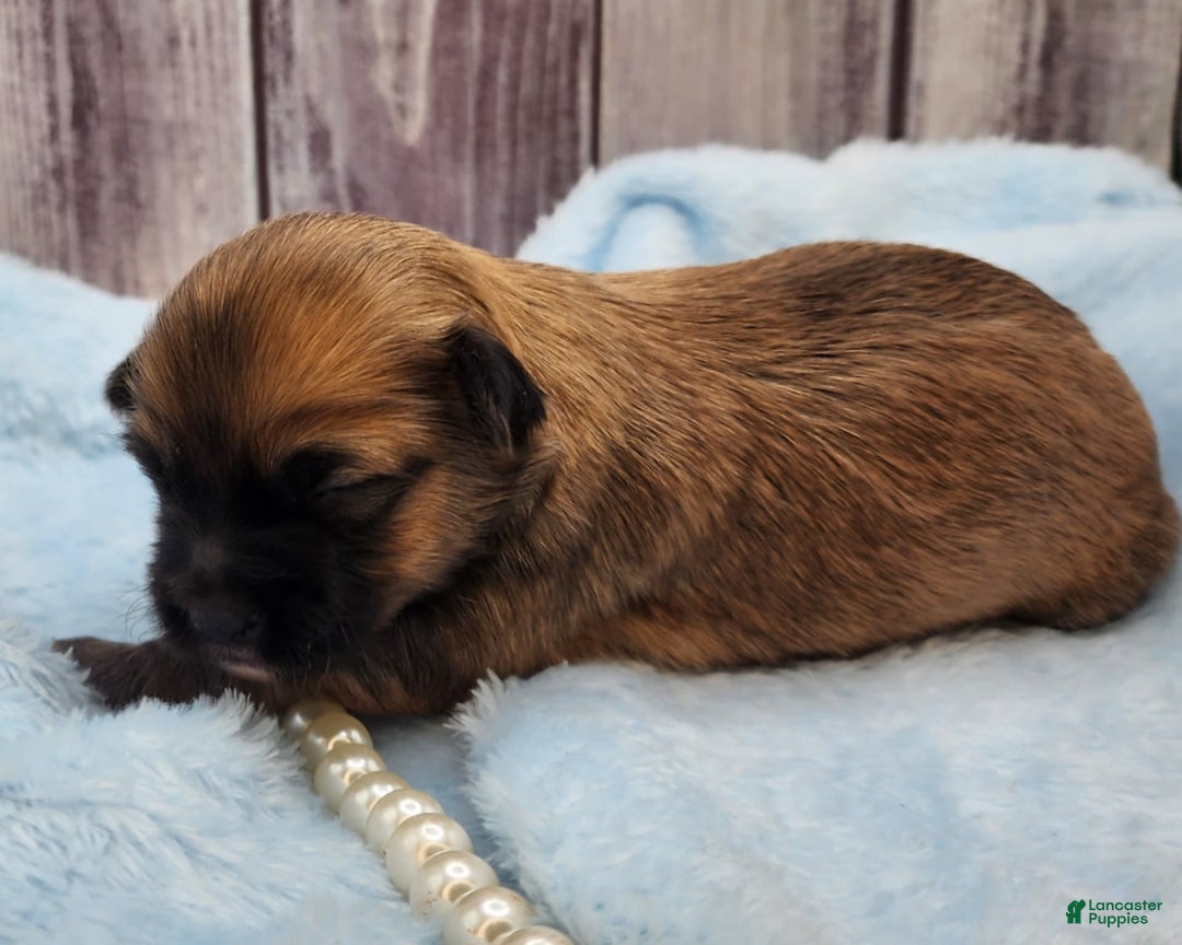 Chinese Crested dogs for sale: Benjamin Button - Image 3