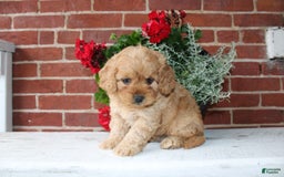 Cavapoo dogs for sale: Alex - Image 3