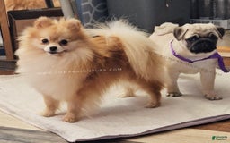 Pomeranian dogs for sale: Teddy Bear Champion Lines - Image 6