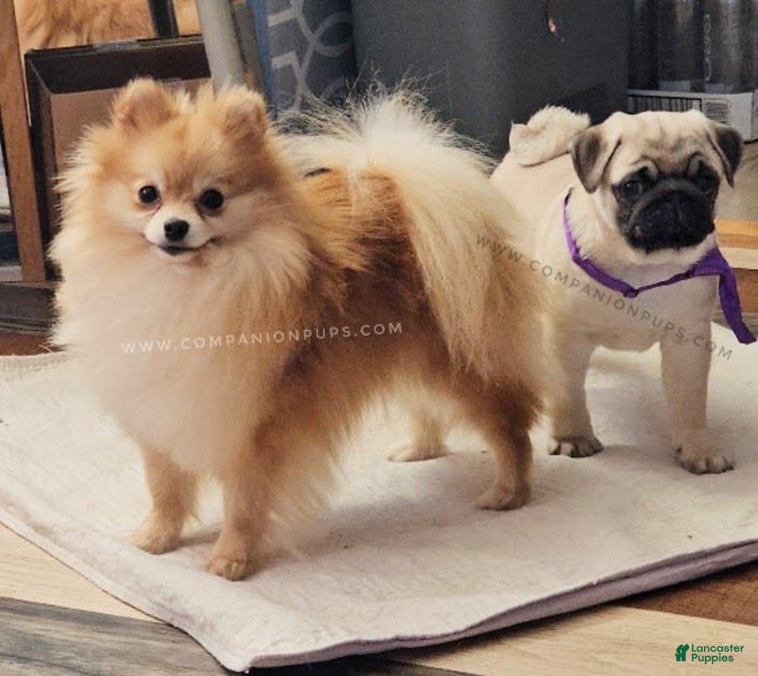 Pomeranian dogs for sale: Teddy Bear Champion Lines - Image 6