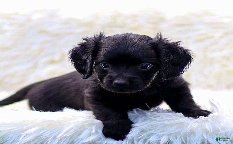 Miniature Dachshund dogs for sale - Ad 2