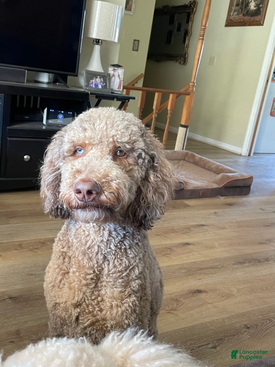 Goldendoodle dogs for sale: Blue Collar - Image 7