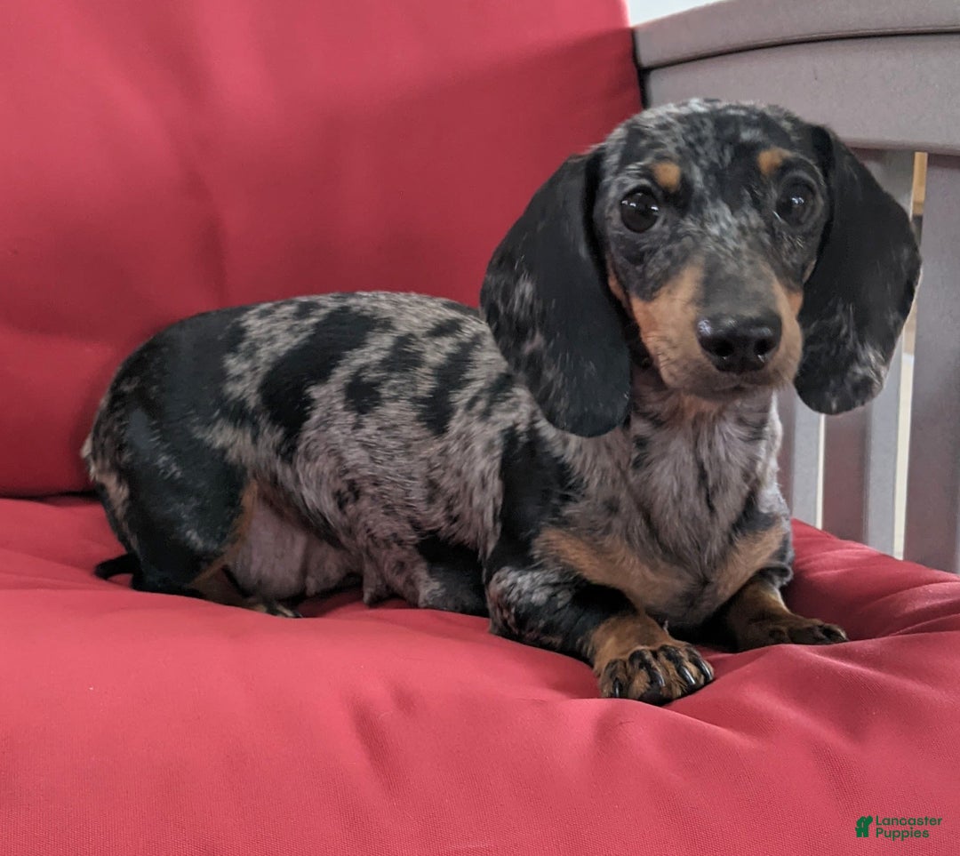 Miniature Dachshund dogs for sale: Freddie - Image 15