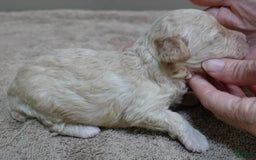 Toy Poodle dogs for sale: Chiki - Image 9