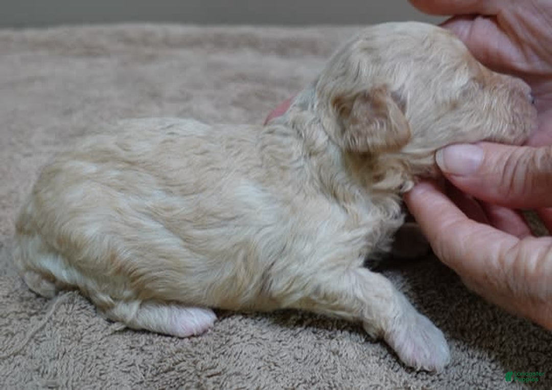 Toy Poodle dogs for sale: Chiki - Image 9