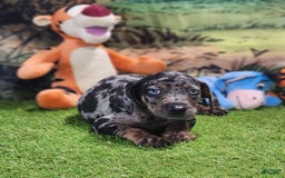 Catahoula Leopard Dog dogs for sale: Houdini 2025 Male 5 - Image 6