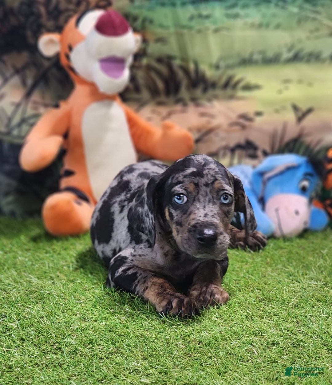 Catahoula Leopard Dog dogs for sale: Houdini 2025 Male 5 - Image 6