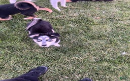 Siberian Husky dogs for sale: Siberian Husky 3 puppies - Image 9