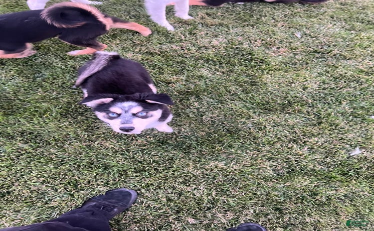 Siberian Husky dogs for sale - Ad 3