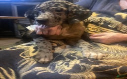 Great Dane dogs for sale: Angel - Image 1