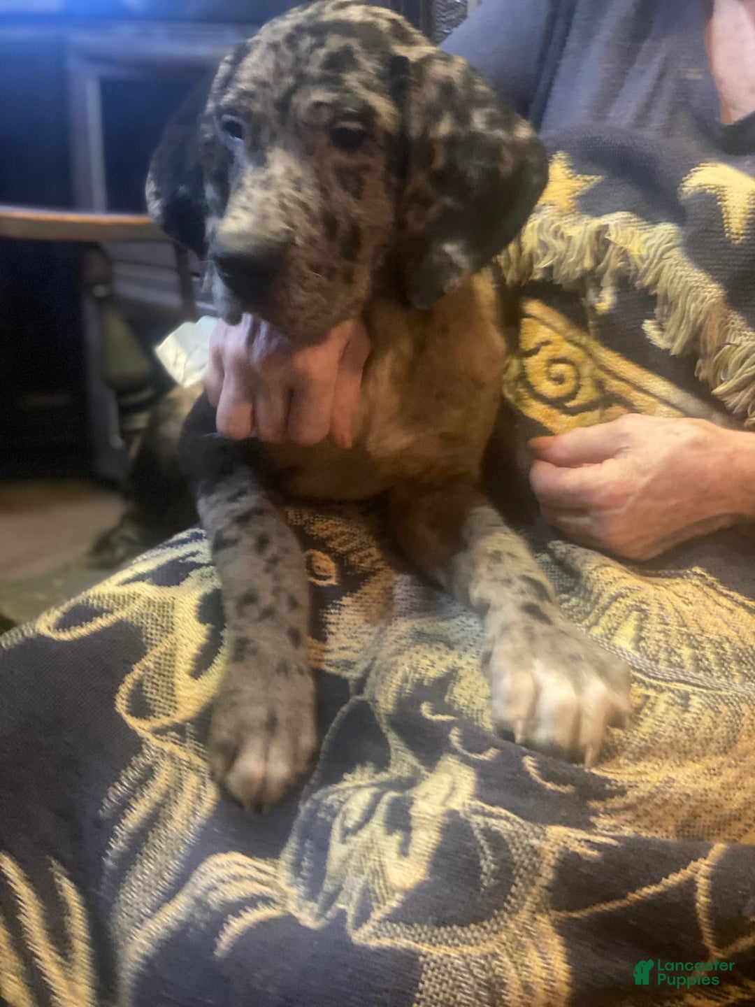 Great Dane dogs for sale: Angel - Image 1