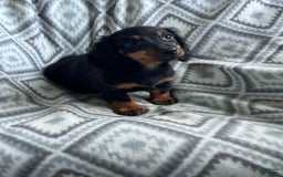 Dachshund dogs for sale: Midnight - Image 7