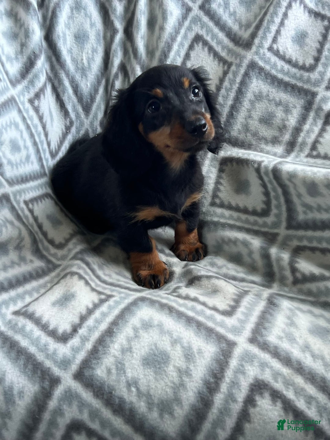 Dachshund dogs for sale: Midnight - Image 7