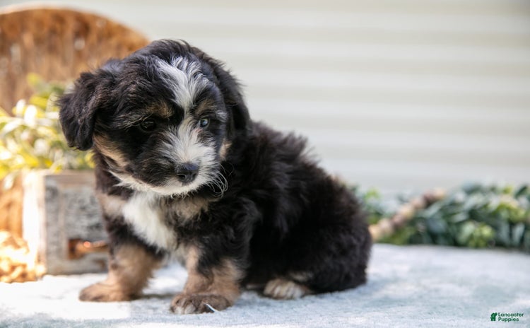 Mini Aussiedoodle dogs - Advert 20