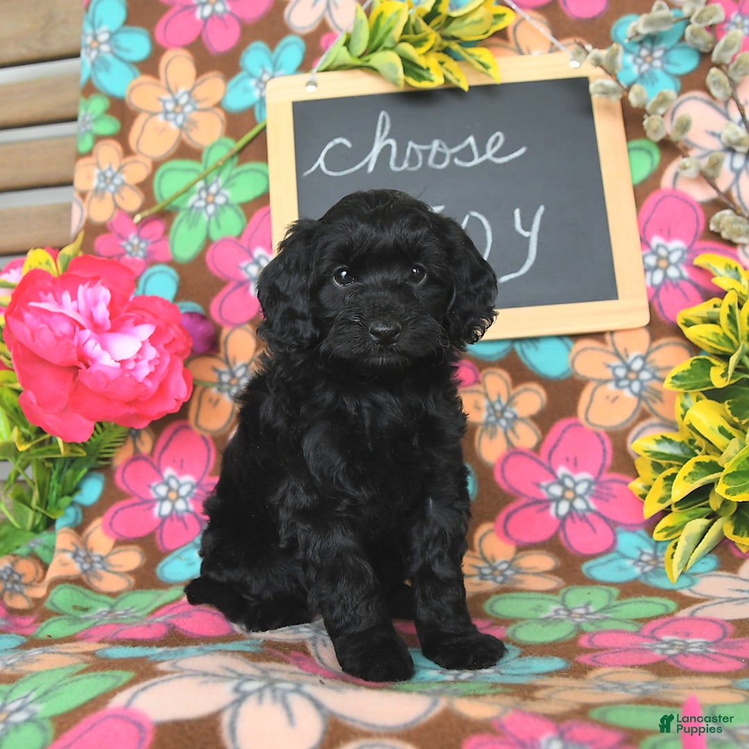 Miniature Poodle dogs for sale: Opal - Image 1