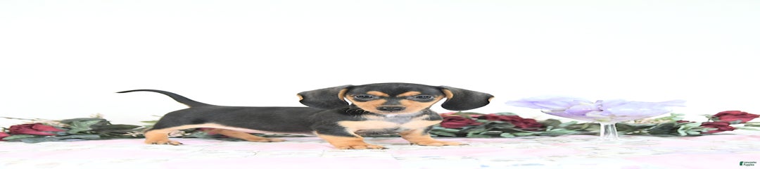 Cookie