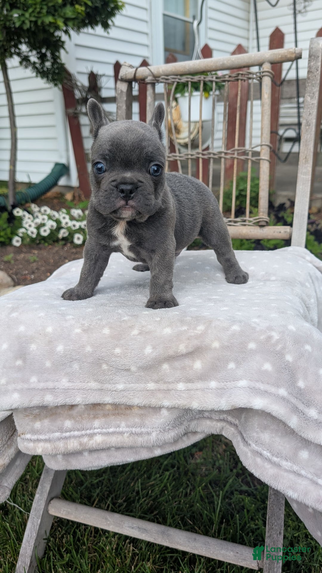 French Bulldog dogs for sale: Zane - Image 6