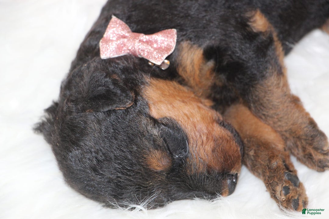Airedale Terrier dogs for sale: Azalea - Image 1