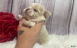 Shih Tzu dogs for sale: Peter - Image 2