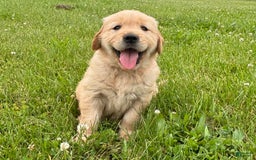Golden Retriever dogs for sale: Golden Retriever 2 puppies - Image 1