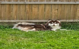 Pomsky dogs for sale: Momo - Image 5