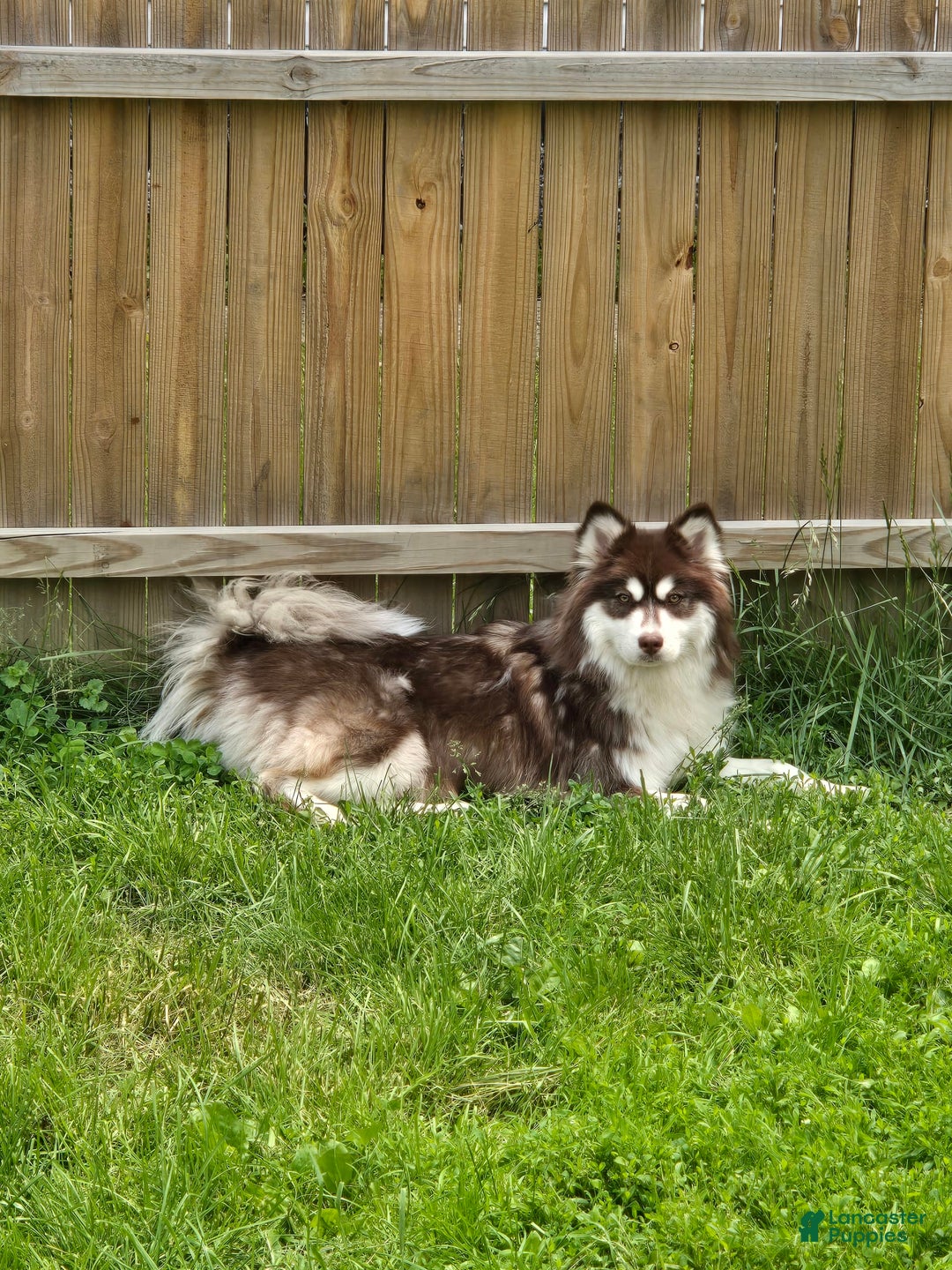 Pomsky dogs for sale: Momo - Image 5