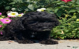 Lhasapoo dogs for sale: Jorden - Image 3