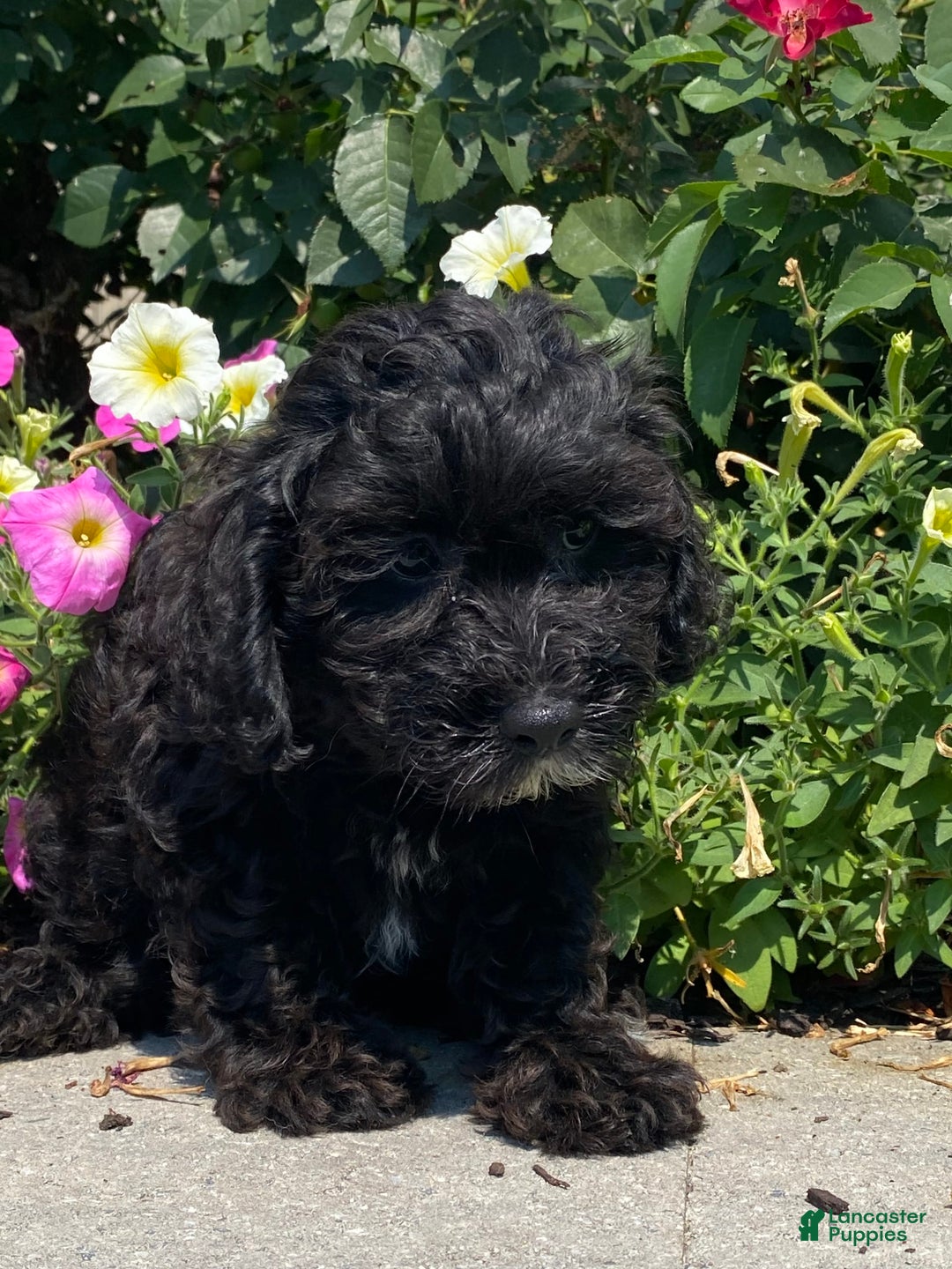 Lhasapoo dogs for sale: Jorden - Image 3