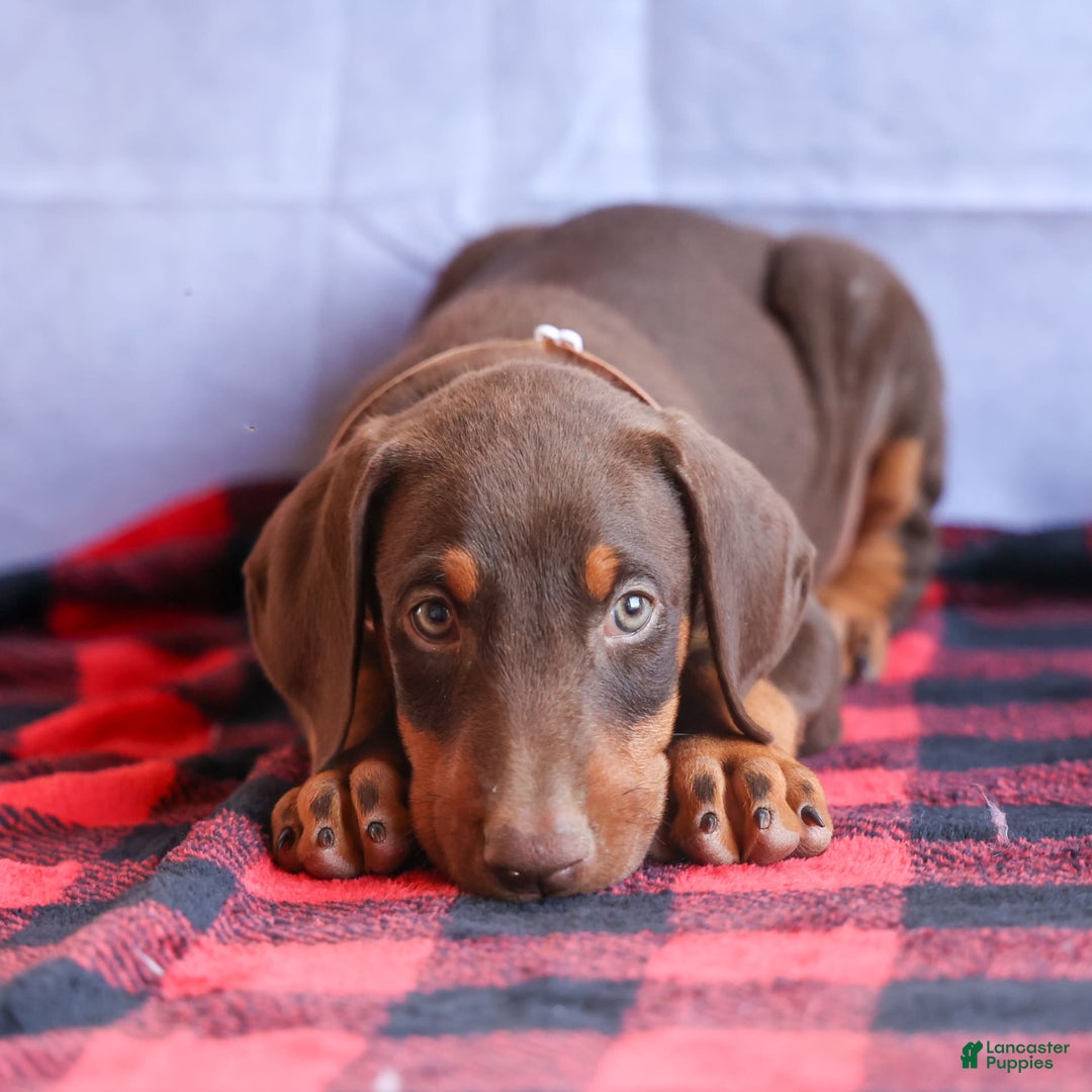 Doberman Pinscher dogs for sale: Dusty - Image 4