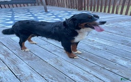 Bernese Mountain Dog dogs for sale: Keisha - Image 2