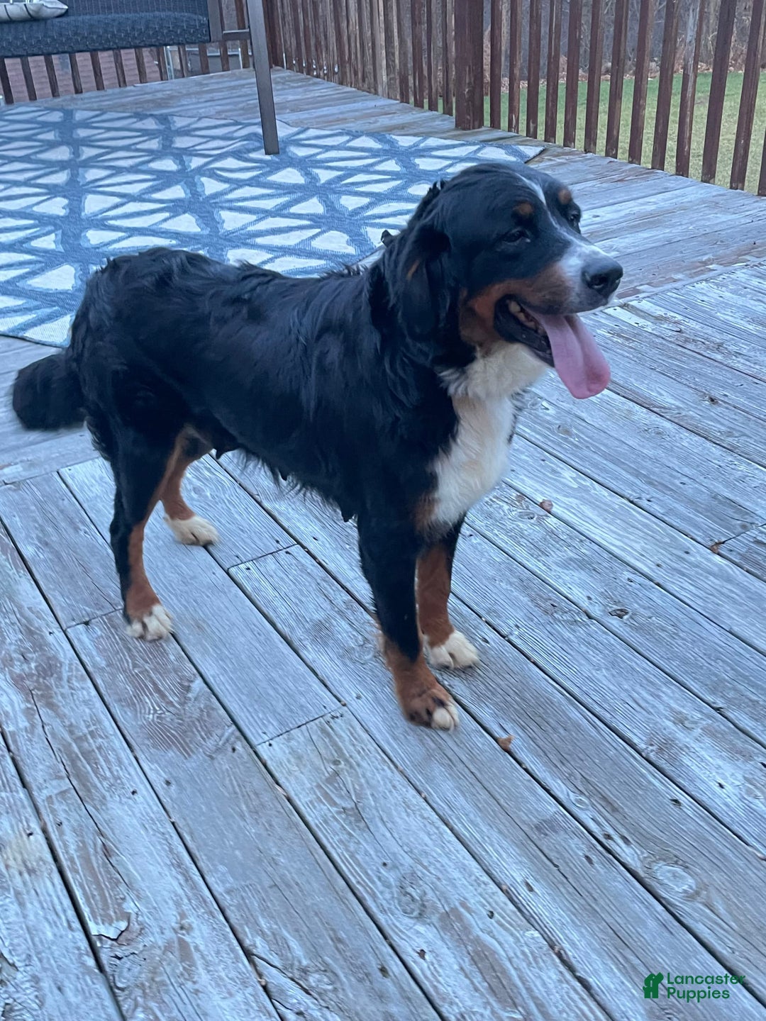 Bernese Mountain Dog dogs for sale: Keisha - Image 2