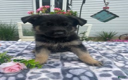 German Shepherd dogs for sale: Sally - Image 3
